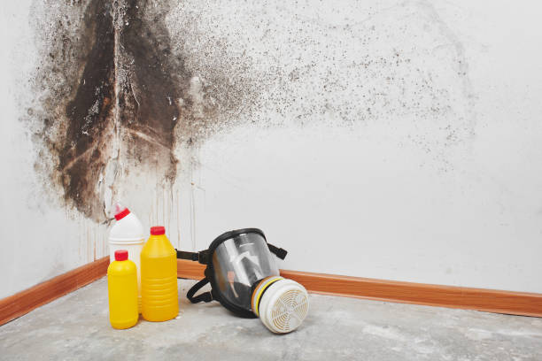 Best Office Mold Removal Services  in Montevideo, MN