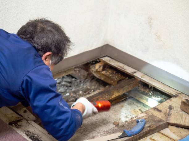 Best Mold Testing and Removal  in Montevideo, MN