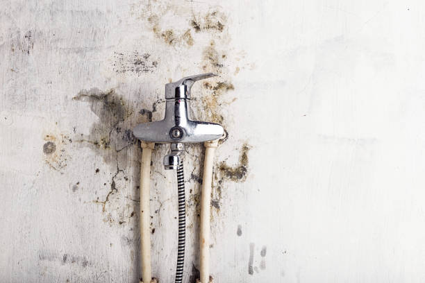 Professional Mold Removal in Montevideo, MN