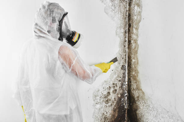 Best Mold Removal Near Me  in Montevideo, MN