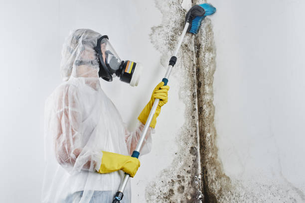 Best Affordable Mold Removal  in Montevideo, MN
