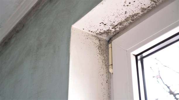 Best Fast Mold Removal  in Montevideo, MN