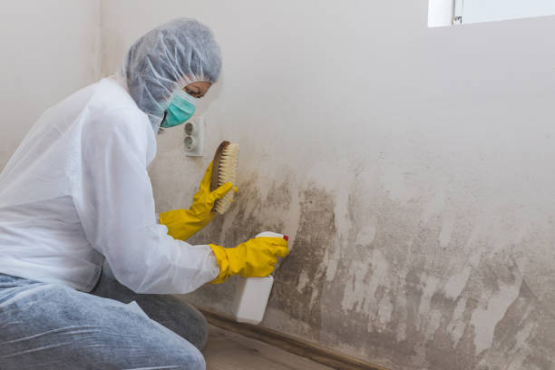 Certified Mold Removal in Montevideo, MN