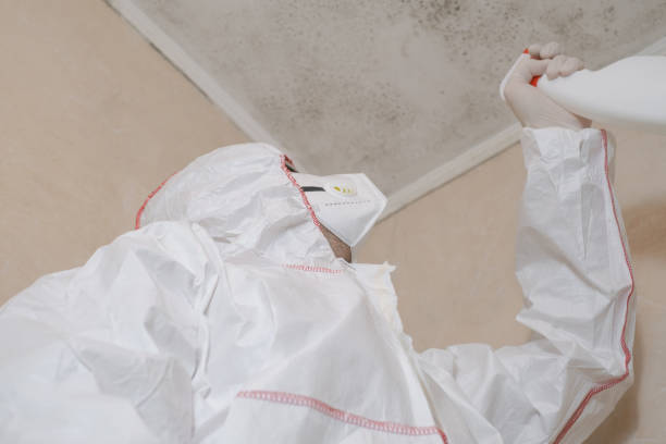 Best Mold Remediation Experts  in Montevideo, MN