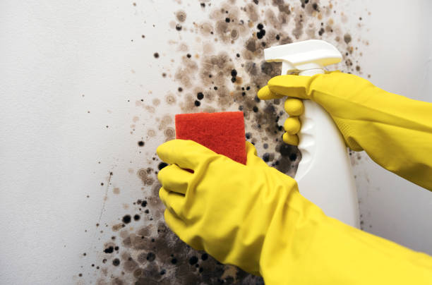 Best Mold Removal Specialists  in Montevideo, MN