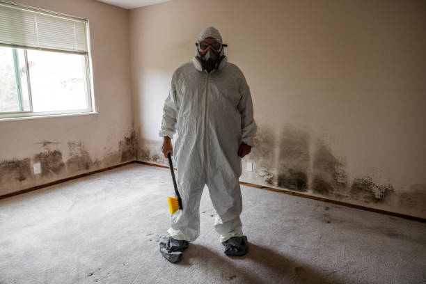 Best Residential Mold Removal  in Montevideo, MN
