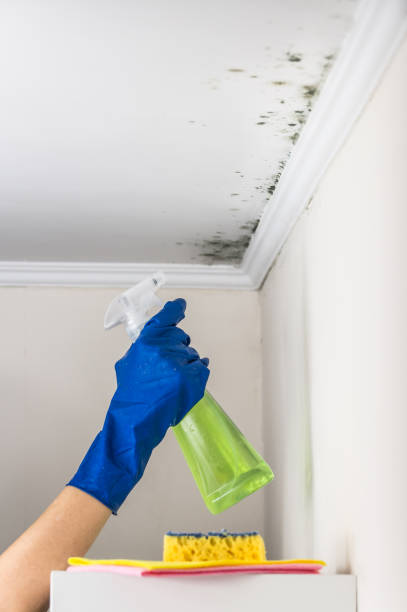 Best Emergency Mold Removal  in Montevideo, MN